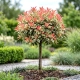GŁOGOWNIK PINK CRISPY NA PNIU - Sadzonki 90 / 110 cm