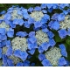 HORTENSJA ogrodowa niebieska Blaumeise - sadzonki 10 / 15 cm