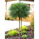 KRUSZYNA SZCZEPIONA NA PNIU POSPOLITA ASPLENIFOLIA MIODODAJNA - sadzonki 120 / 140 cm