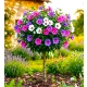HIBISKUS szczepiony na pniu TRICOLOR - sadzonki 90 / 110 cm