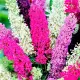 BUDLEJA DAWIDA motyli kwiat pięknie pachnie różowo-czerwona - sadzonki 15 / 20 cm