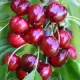 CZEREŚNIA BURLAT czerwona słodkie owoce - sadzonki 50 / 80 cm