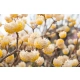 EDGEWORTHIA papierodajna kwitnie zimą - sadzonki 60 / 80 cm