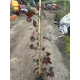 JUDASZOWIEC KANADYJSKI SZCZEPIONY Forest Pansy purpurowy - sadzonki 90 / 110 cm
