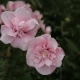 HIBISKUS Ketmia Syryjska Pink Chiffon - sadzonki 10 / 15 cm