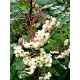 JARZĘBINA kolumnowa biało-różowa - sadzonki 150 / 170 cm