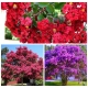 LAGERSTROEMIA bez południa PAKIET 3 SZT SADZONKI 2 LETNIE PRZYCIĘTE - sadzonki 50 / 70 cm
