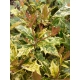 OSMANTUS KOLCZASTY Goshiki tricolor - sadzonki 10 / 15 cm