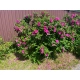RÓŻA POMARSZCZONA DZIKA RÓŻA - sadzonki 50 / 80 cm