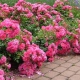 RÓŻA okrywowa ciemno różowa - sadzonki 20 / 30 cm
