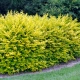 LIGUSTER żółty na pniu AUREUM - sadzonki 70 / 80 cm
