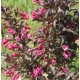 KRZEWUSZKA WEIGELA na pniu z BORDOWYM LIŚCIEM - sadzonki 100 / 120 cm