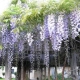 GLICYNIA WISTERIA szczepiona biało - fioletowa - sadzonki 120 / 150 cm