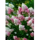 HORTENSJA różowo-biała odporna na mróz - sadzonki 10 / 20 cm