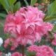 AZALIA różowa - sadzonki 60 / 80 cm
