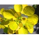 PERUKOWIEC żółty słoneczny - sadzonki 30 / 40 cm