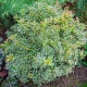 PIERIS Little Heath zielono-biały zimozielony - sadzonki 40 / 60 cm
