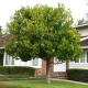 Drzewo drzewko truskawkowe truskawka sadzonka 10 - 20 cm