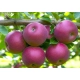 JABŁOŃ LOBO miękkie smaczne - sadzonki 110 / 140 cm