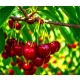 CZEREŚNIA BAWOLE SERCE słodkie owoce - sadzonki 50 / 90 cm