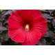 HIBISKUS Ketmia bagienny czerwony bordowy liść