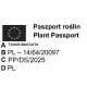 CIS POSPOLITY NA ŻYWOPŁOT - sadzonki 40 / 50 cm