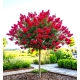 LAGERSTROEMIA na pniu czerwona bez południa - sadzonki 100 / 120 cm