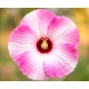 HIBISKUS Ketmia bagienny różowo biały bordowy liść