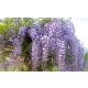 GLICYNIA WISTERIA szczepiona biało - fioletowa - sadzonki 120 / 150 cm