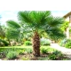 PALMA Trachycarpus fortunei mrozoodporna - sadzonki 20 / 40 cm