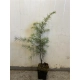 CEDR HIMALAJSKI - sadzonki 40 / 60 cm