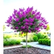 LAGERSTROEMIA na pniu Fioletowa bez południa - sadzonki 100 / 120 cm
