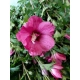HIBISKUS NA PNIU Tower Ruby - sadzonki 170 / 190 cm