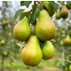 GRUSZA FAWORYTKA KLAPSA w DONICY królowa gruszek - sadzonki 50 / 80 cm