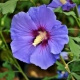 HIBISKUS niebiesko-fioletowy - sadzonki 10 / 15 cm