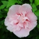 HIBISKUS Ketmia Syryjska Pink Chiffon - sadzonki 10 / 15 cm