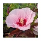 HIBISKUS Ketmia bagienny różowo biały bordowy liść