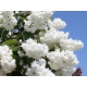 ŻYLISTEK białe kwiatki - sadzonki 50 / 70 cm