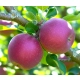 JABŁOŃ LOBO miękkie smaczne - sadzonki 110 / 140 cm