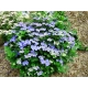HORTENSJA ogrodowa niebieska Blaumeise - sadzonki 10 / 15 cm