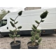 BONSAI BONZAJ JAŁOWIEC WIELE KUL - sadzonki 180 / 210 cm