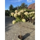 HORTENSJA NA PNIU RÓŻOWO - PISTACJOWA sadzonki 150 / 170 cm