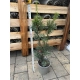 CIS POŚREDNI HICKSII - sadzonki 40 / 50 cm