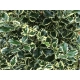OSTROKRZEW zielono - kremowy ARGENTEA MARGINATA - sadzonki 10 / 20 cm