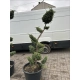 BONSAI BONZAJ JAŁOWIEC WIELE KUL - sadzonki 180 / 210 cm