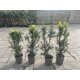 CIS POŚREDNI HICKSII - sadzonki 40 / 50 cm