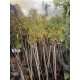 KRUSZYNA SZCZEPIONA NA PNIU POSPOLITA ASPLENIFOLIA MIODODAJNA - sadzonki 120 / 140 cm