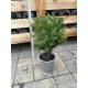 CIS POŚREDNI GROENLAND KULISTY POKRÓJ - sadzonki 30 / 40 cm