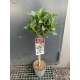 HORTENSJA OGRODOWA CZERWONA SZCZEPIONA na pniu - sadzonki 60 / 80 cm