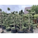 BONSAI BONZAJ JAŁOWIEC WIELE KUL - sadzonki 180 / 210 cm
